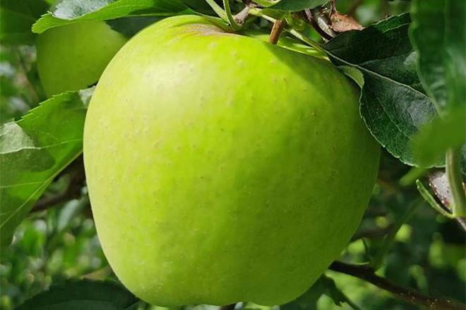 苹果有多少种版苹果有多少种品种-第2张图片-太平洋在线下载 苹果有多少种版苹果有多少种品种-第2张图片-太平洋在线下载