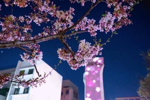 城市夜晚调色苹果版:快看，超美“樱花夜”！大学路景观灯光上新