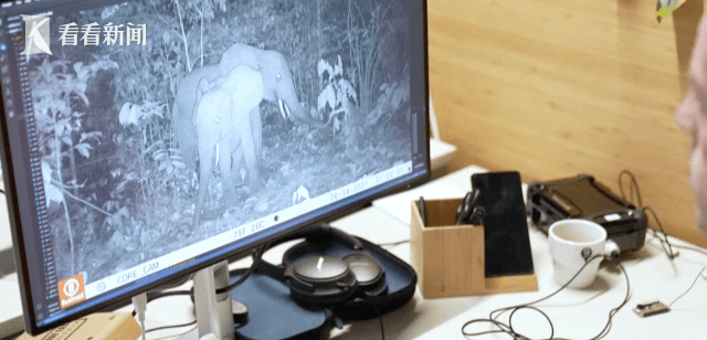 手机信号增强器:盗猎野生象屡禁不绝 人工智能监控系统来守护